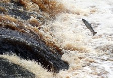 Salmon Jumping Up a Waterfall